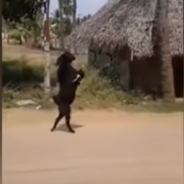 Goat Casually Strolls Through A Village On Its Hind Legs Like A Human