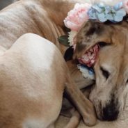 Great Dane Becomes The Center Of Attention At Parents’ Wedding When Nature Calls