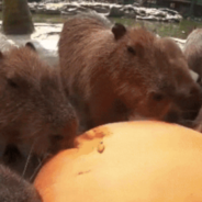 Herd Of Capybaras Make The Strangest Sounds While Eating A Giant Pumpkin