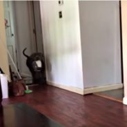 Hilarious Pit Bull Has Funniest Way Of Showing Mom It’s Time To Eat