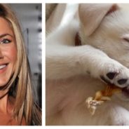 Jennifer Aniston Adopts Rescue Dog Saying: ‘He Stole My Heart Immediately’