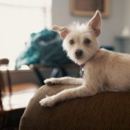 Join us for an important webcast on how to support renters with pets through Covid-19