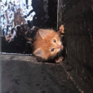 Kitten That Was Rescued From A Storm Drain Is Named Pennywise