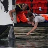 Lobster Fisherman Has Looked After A Blind Seal For The Last 10 Years At Sea