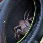 Man Puts His Head Phones On And Feels A Giant Huntsmen Spider Hiding Inside