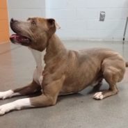 Man Sheds Tears Of Joy When Reunited With His Dog Who Was Missing For 200 Days