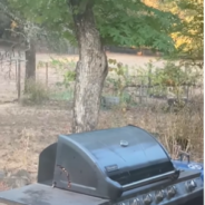 Man Surprised To Find That A Woodpecker Had Been Stashing Acorns In His Grill