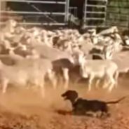 Miniature Dachshund Is Under The Impression That He’s A Sheepdog