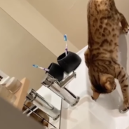 Mischievous Cat Floods The House After Learning How To Turn On The Sink