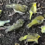 More Than 1,000 Birds Suddenly Crash Into Buildings And Die In Philadelphia