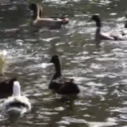 Neglected Ducks Living In Confinement See Water For The First Time