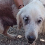 Neglected Senior Dog Rescued Hours From Death And Nursed Back To Health