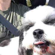 Off-Duty Officer Witnesses Dog Falling Out Of Car Window On Highway And Leaps Into Action