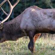 Officials Warn, ‘Don’t Get Too Close’ To Wildlife After Woman Props Child Up By Dangerous Bull Elk