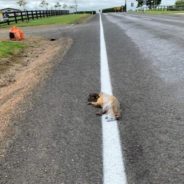 People Are Furious After A Road Painter Striped A Dead Possum