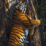 Photo Of A Rare Tiger Hugging A Tree Wins Prestigious Award