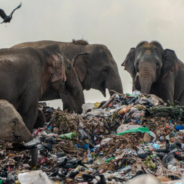 Photographer Captures Elephants Rummaging Through Trash In Search Of Food