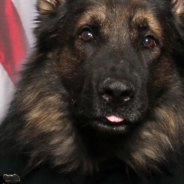 Police Dog Has Official K-9 Badge Photo Taken In Full Uniform