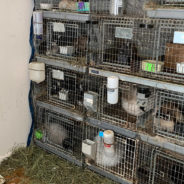 Police Rescue 200 Animals From ‘Most Severe Cases Of Animal Neglect And Cruelty’