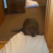 Rescue Beaver Builds A “Dam” Inside Using Random Household Items