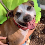 Rescue Dog That Was Once Neglected Now Hugs Everyone He Meets