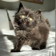 Rescued Kitten Sleeps Soundly On Foster Mom’s Shoulder Because She’s Finally Safe