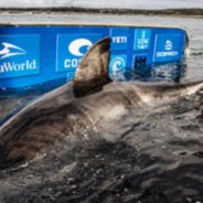 Researchers Discover Massive Great White Shark “Queen of the Ocean” Off Nova Scotia Coast