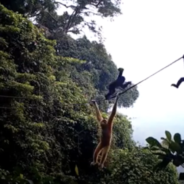 Rope Bridge May Be Able To Save The World’s Rarest Primate From Extinction