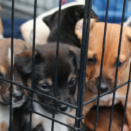 San Antonio Proposed Ordinance Would Ban Pet Stores Sales From Dog Breeders