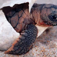 Scientists Use Decoy Eggs To Track Illegal Turtle Poachers