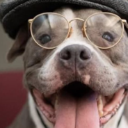 Shelter Dresses Older Dogs Like “Senior Petizens” To Help Them Get Adopted