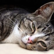 Slow Blinking Helps Humans Build Rapport With Cats, Study Finds