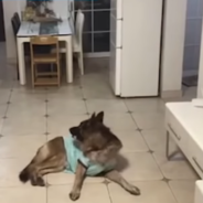 Smart Dog Opens The Door And Retrieves A Package While His Owner Is At Work