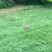 Starving Newborn Baby Deer Runs Up To Woman And Starts Sucking On Her Leg