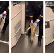 Stowaway Cat Goes Viral After Getting Booted From Train, But Not Everyone’s Amused