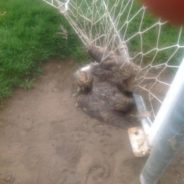 Students Save An Owl That Got Stuck In The Soccer Net At School