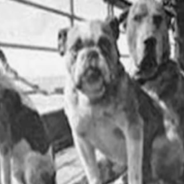 Taking A Look Back At The Dogs From The Titanic