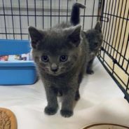 Talkative Rescue Kitten Wins Shelter Worker’s Heart, Who In Return Adopts Him