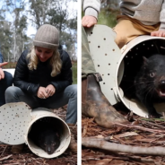 Tasmanian Devils Were Reintroduced To Australia Thanks To Chris Hemsworth