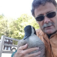 Tennessee Wildlife Resource Agency Officer And Rescued Goose Are Two Birds Of A Feather