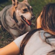 #ThanksToMaddie, Burlington Animal Services grows foster base with local university students