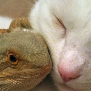 The Unlikely Friendship Between A House Cat And A Bearded Dragon