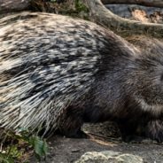 Two Maine Police Officers Fired For Beating Porcupines To Death With Batons