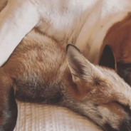 Unlikely Friendship Between A Rescue Fox And A Bulldog Makes Them The Real-Life Fox And The Hound