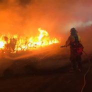 Washington Wildfires Decimate Endangered Pygmy Rabbit Population