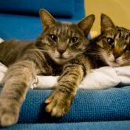 When Her Beloved Cat Passed Away, Grieving Owner Decides To Clone Him