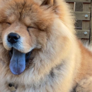 Why Do Chow Chows Have Blue Tongues?