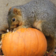 Why Pumpkins Are Being Devoured By Squirrels This Year