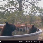 Wildlife Cams Catch Bears Doing ‘Dirty Dancing’ Lift, Wrestling, And Having A Pool Party