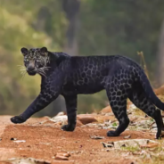 Wildlife Photographer Captures Pictures Of A Beautiful Rare Black Leopard